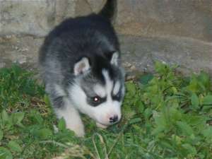 vand pui husky siberian