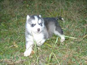 vand pui husky siberian