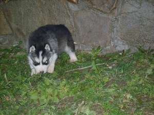 vand pui husky siberian