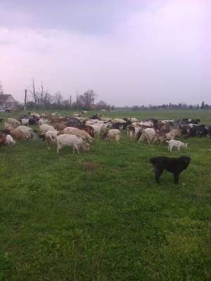 capre de lapte
