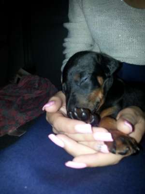 vand pui doberman