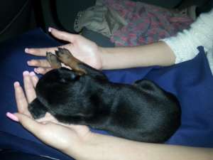 vand pui doberman