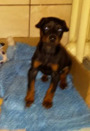 vand pui doberman