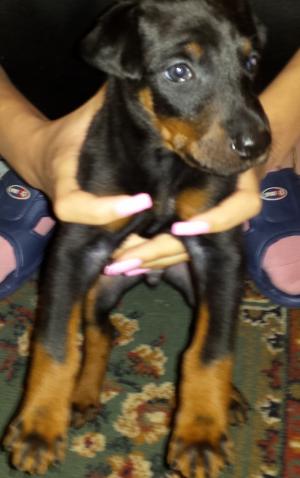 vand pui doberman