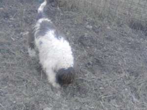 VAND LAGOTTO ROMAGNOLO