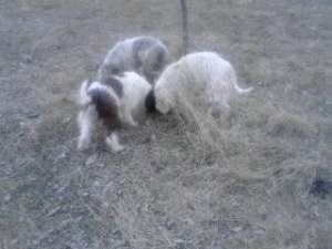 VAND LAGOTTO ROMAGNOLO
