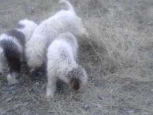 VAND LAGOTTO ROMAGNOLO