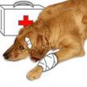Cabinet Veterinar PLoiesti - "Dr Laurentiu Ispas"