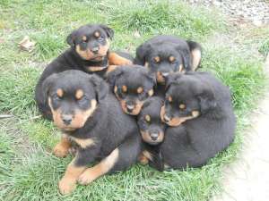Pui rottweiler de vanzare