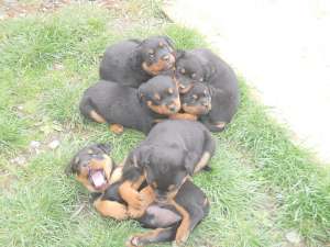 Pui rottweiler de vanzare