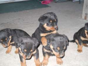Pui rottweiler de vanzare