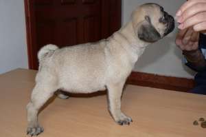 pui pug