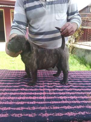 dogo canario