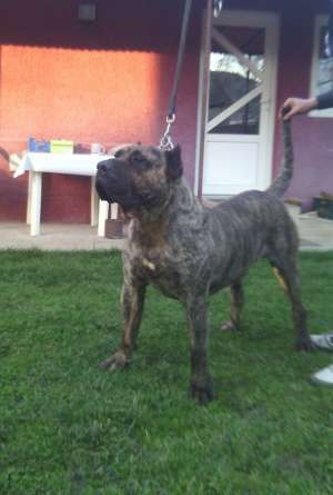 dogo canario