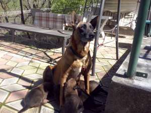 ciobanesti belgieni malinois de vanzare