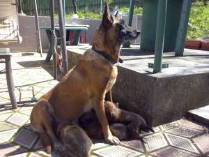ciobanesti belgieni malinois de vanzare