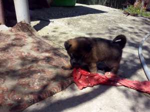 ciobanesti belgieni malinois de vanzare