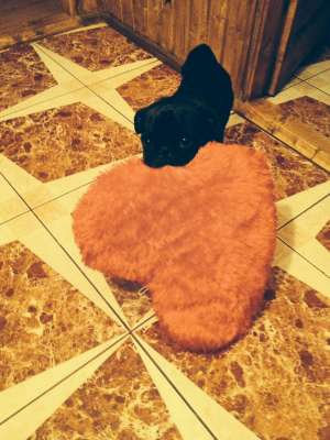 Mascul mops ,  �mperechere!!