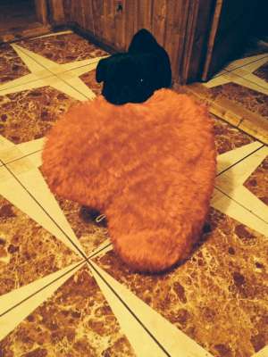 Mascul mops ,  �mperechere!!