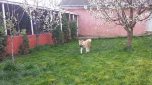 Pensiune animale canina&felina