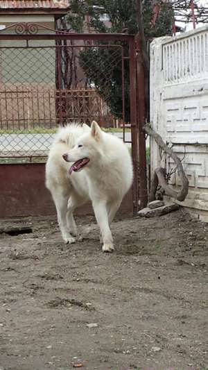 Caut akita inu pt monta