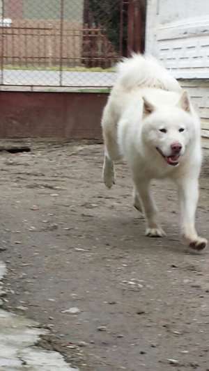 Caut akita inu pt monta