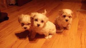 pui bichon maltese albi ,  masculi ,  transport in tara