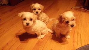 pui bichon maltese albi ,  masculi ,  transport in tara