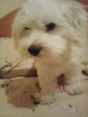 Ofer mascul Bichon Maltez pentru imperechere