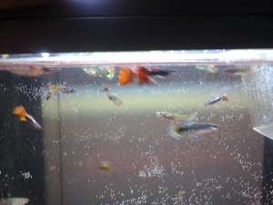 Guppy exceptionali