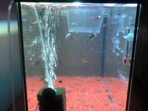 Guppy exceptionali