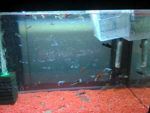 Guppy exceptionali