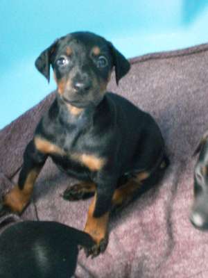 Vand pui rasa doberman