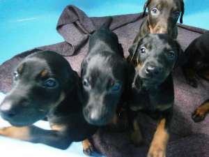 Vand pui rasa doberman
