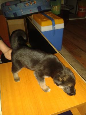 Vand pui Ciobanesc german,  2 luni