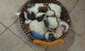Pui shih-tzu
