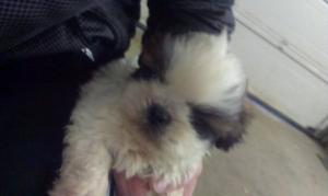Pui shih-tzu