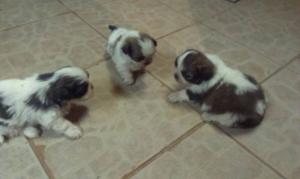 Pui shih-tzu