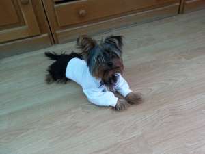 Caut partenera pentru you Yorkshire Terrier