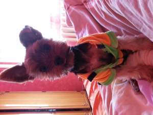 Caut partenera pentru you Yorkshire Terrier