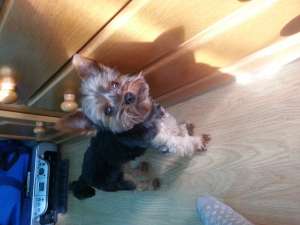 Caut partenera pentru you Yorkshire Terrier