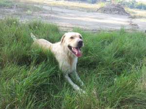 Labrador Mascul caut Femela pt Monta