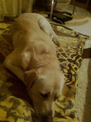 Labrador Mascul caut Femela pt Monta