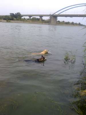 Labrador Mascul caut Femela pt Monta