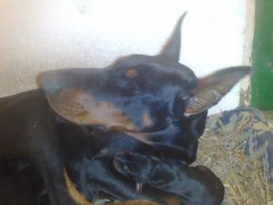 Vand catei  Dobermann