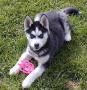 adopt sau cumpar