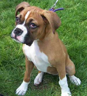 adopt sau cumpar
