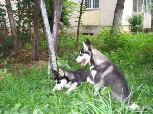 adopt sau cumpar
