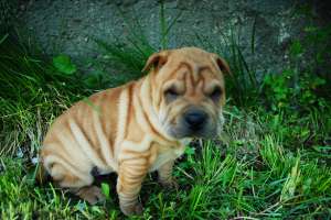 vand shar pei