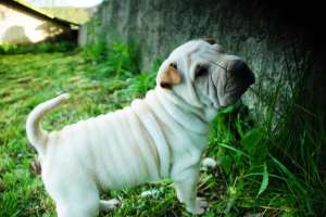 vand shar pei
